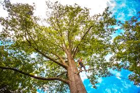 Best Tree Risk Assessment  in New London, OH